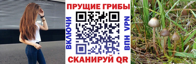 Галлюциногенные грибы прущие грибы  Вуктыл 